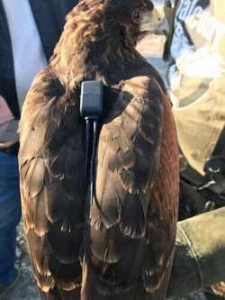 Localizador DELTA FLY SOLAR GPS para cetrería