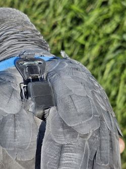 Localizador DELTA PARROT GPS Especial Loros y Papagayos