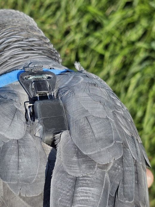 Localizador DELTA PARROT GPS Especial Loros y Papagayos