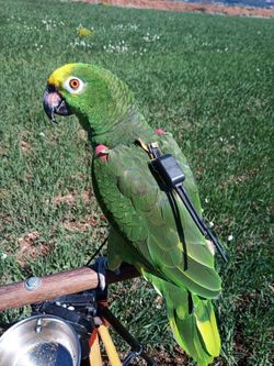 Localizador DELTA PARROT GPS para loros